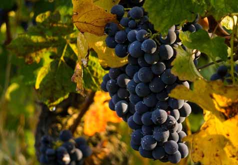  Weinberg „Goldener Steiger“