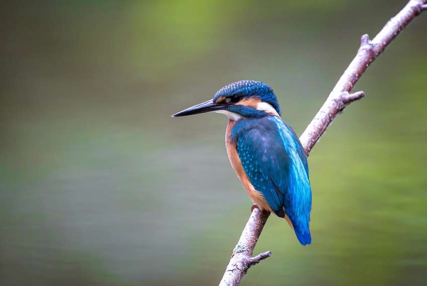 Urlaub am See, Vogelbeobachtung